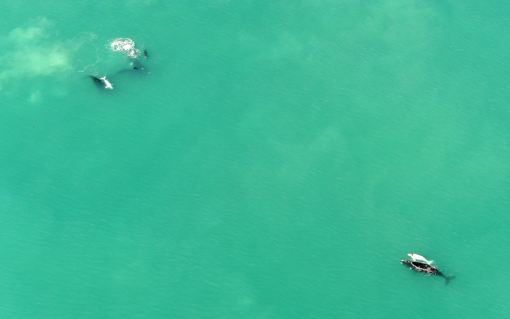 Photo - whale 1