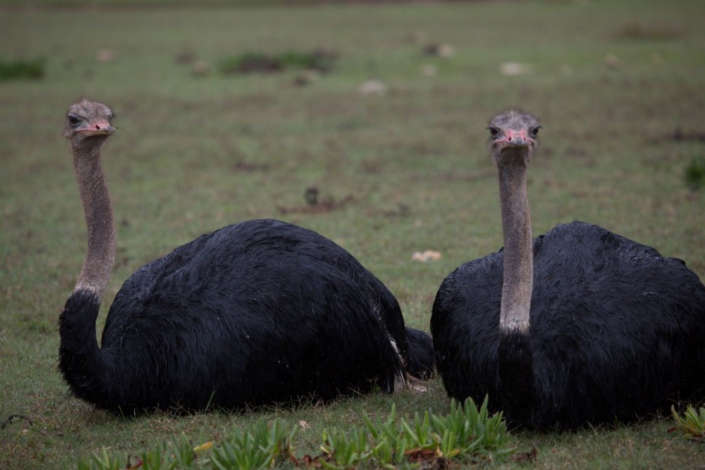 Ostrich