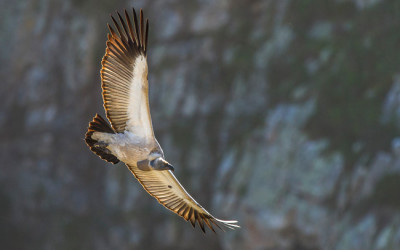 Vulture Culture at De Hoop