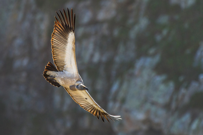 Vulture Experience
