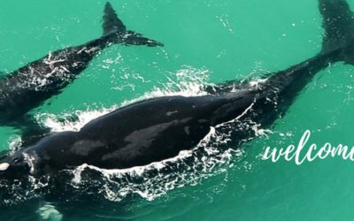 Yay! They’re Back. The Southern Right Whales in South Africa