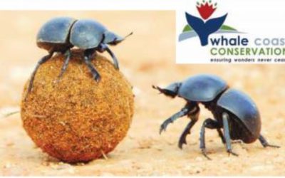 Digging those Dung Beetles