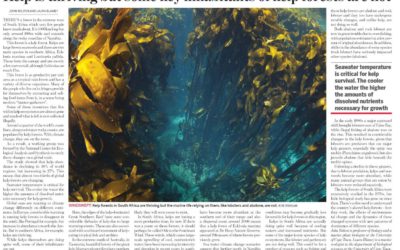 Kelp is thriving but some key inhabitants of kelp forests are not..