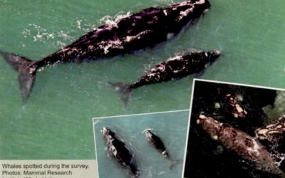 High whale numbers recorded in Agulhas
