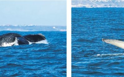 The whales are here!