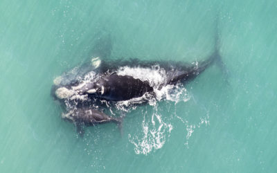 1,347 Southern Right Whales sighted