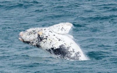 Record whale count on Cape South Coast