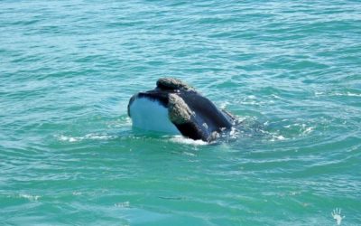 5 FABULOUS ATTRACTIONS IN DE HOOP BESIDES WHALES