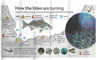 Fish in deep water as heat fuels sea change