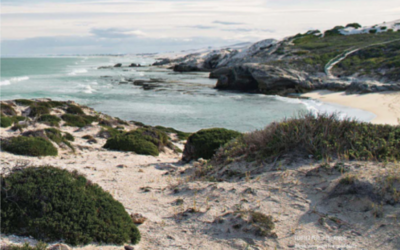 De Hoop springs eternal