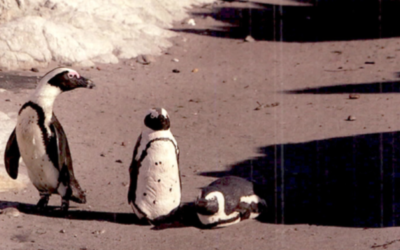 Fake it till they make it