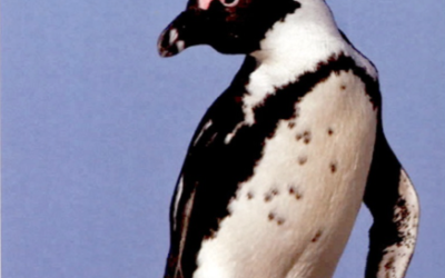 Penguins of point