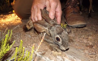 CapeNature celebrates 20 years of conserving nature