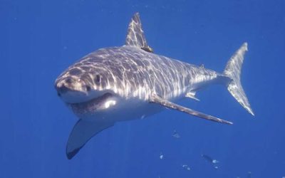 False Bay’s slow denuding – Tony Weaver