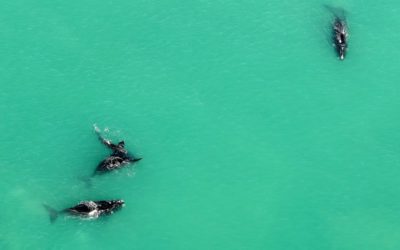 Whoop de whoop – whales at De Hoop!
