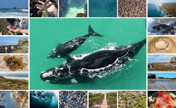 Ocean Wonders at De Hoop Marine Reserve