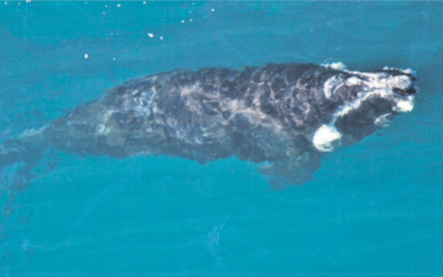 WHY ARE THERE FEWER WHALES?