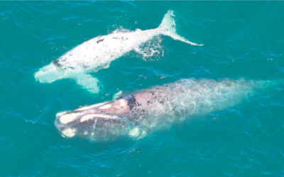 ‘Second lowest’ whale count