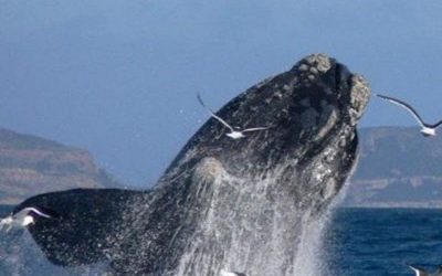 WHAT’S WRONG WITH OUR RIGHT WHALES?
