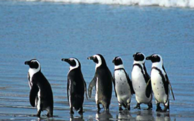 CURB MOOTED TO SAVE PENGUINS