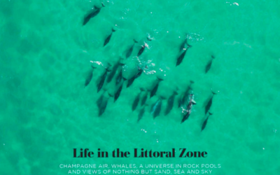 LIFE IN THE LITTORAL ZONE