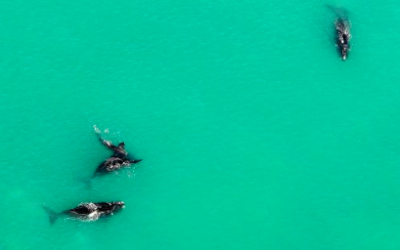 First whales of the season sighted at De Hoop…