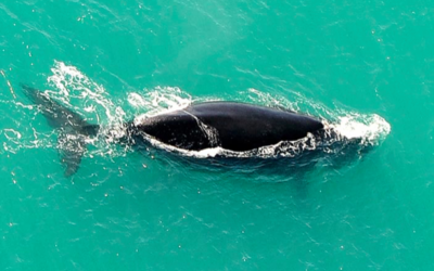 Whoop de (w)hoop – whale sightings at De Hoop!
