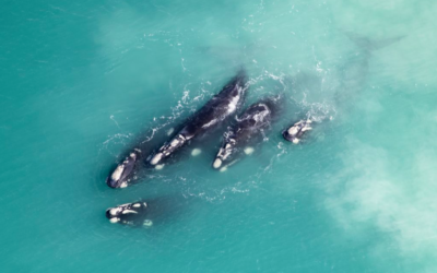 FIRST WHALE SIGHTINGS AT DE HOOP