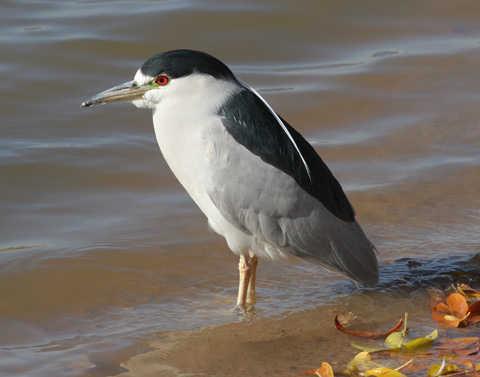 Bird Watching