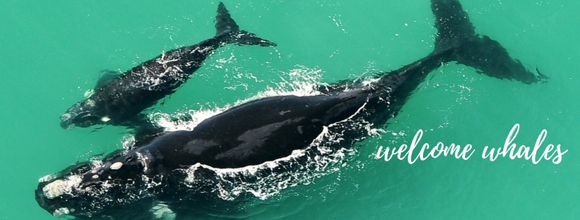 Yay! They’re Back. The Southern Right Whales in South Africa