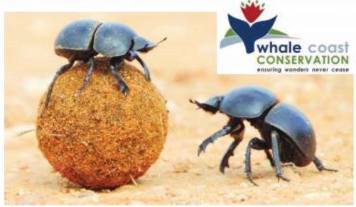 Digging those Dung Beetles