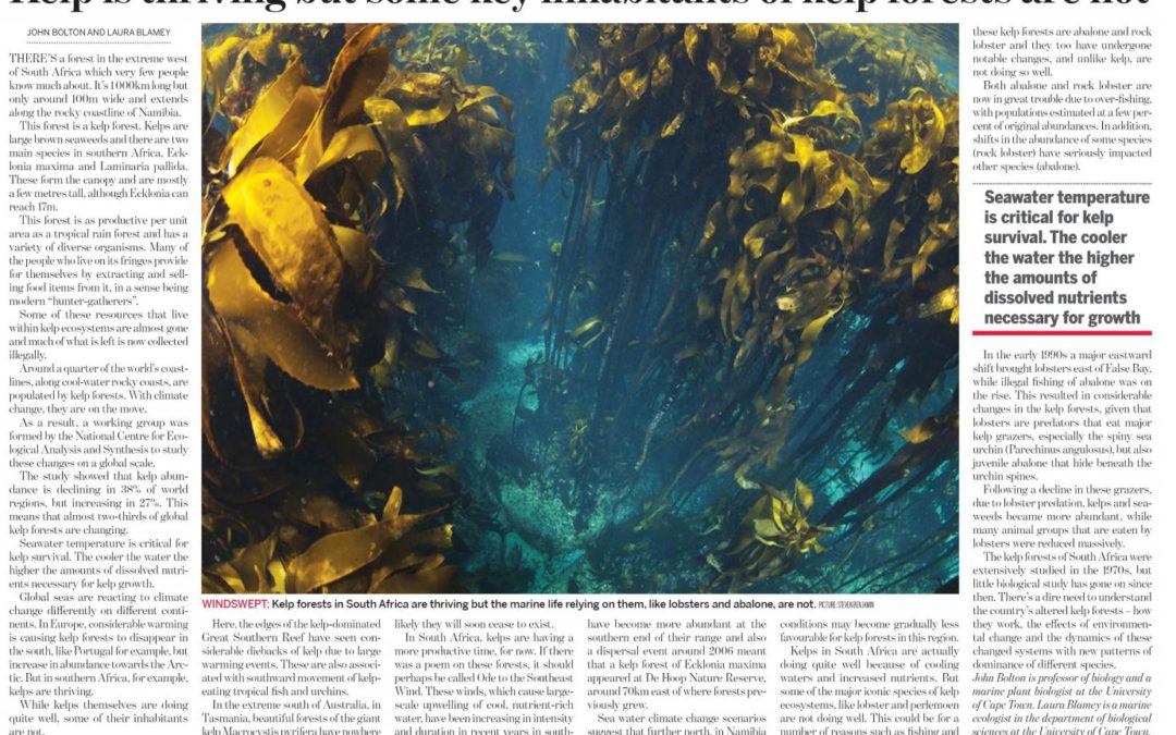 Kelp is thriving but some key inhabitants of kelp forests are not..