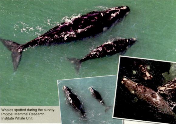High whale numbers recorded in Agulhas