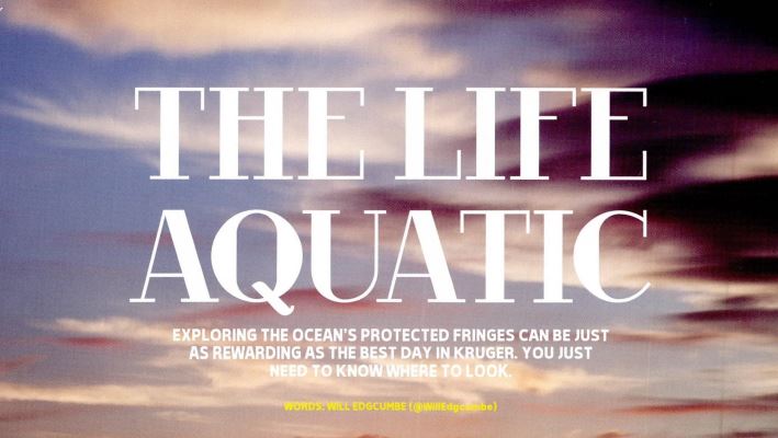 The Life Aquatic
