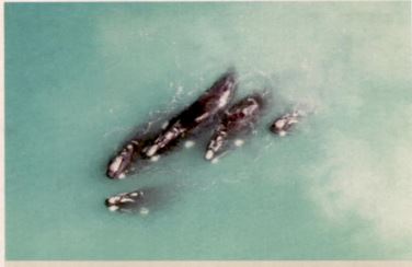 Cape is Tops to see Whales