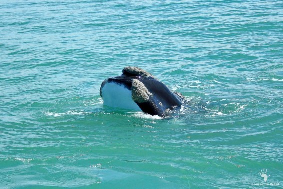5 FABULOUS ATTRACTIONS IN DE HOOP BESIDES WHALES