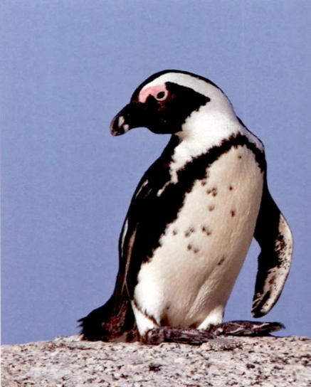 Penguins of point