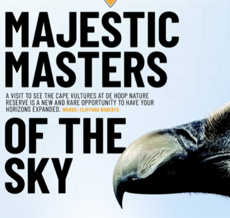 Majestic master of the sky
