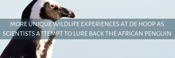 Getting African penguin back to De Hoop!