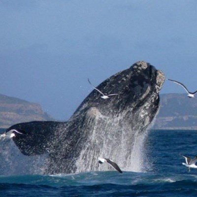 WHAT’S WRONG WITH OUR RIGHT WHALES?