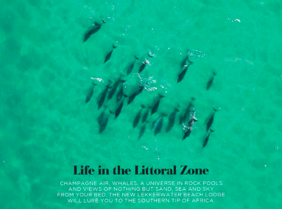 LIFE IN THE LITTORAL ZONE