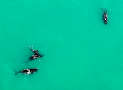 First whales of the season sighted at De Hoop…