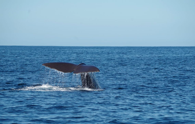 10 FUN Things to do in Arniston for Families, Couples & Singles