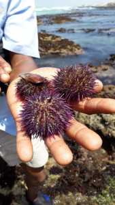 Wonders of De Hoop Nature Reserve wonders