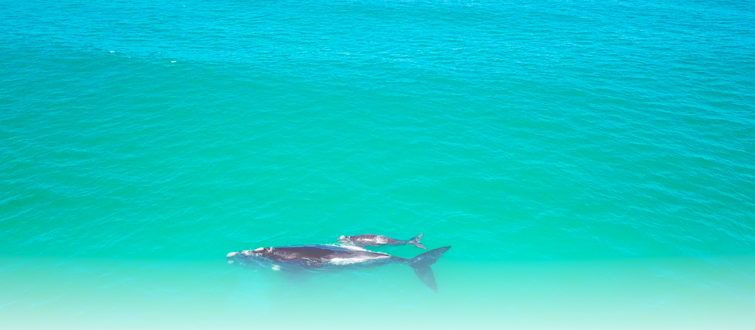 Destination De Hoop: Whale Watching on the Southern Tip of South Africa