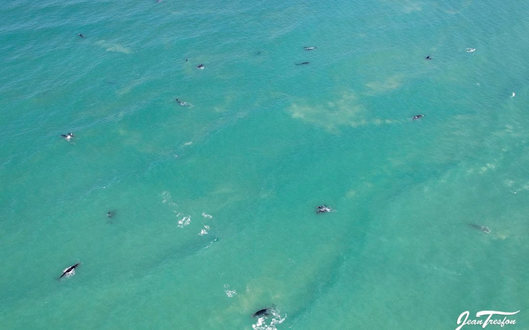 De Hoop Nature Reserve Boasts Main Concentration of Whales in recent count